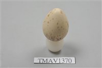 藏品(伯勞卵)的圖片